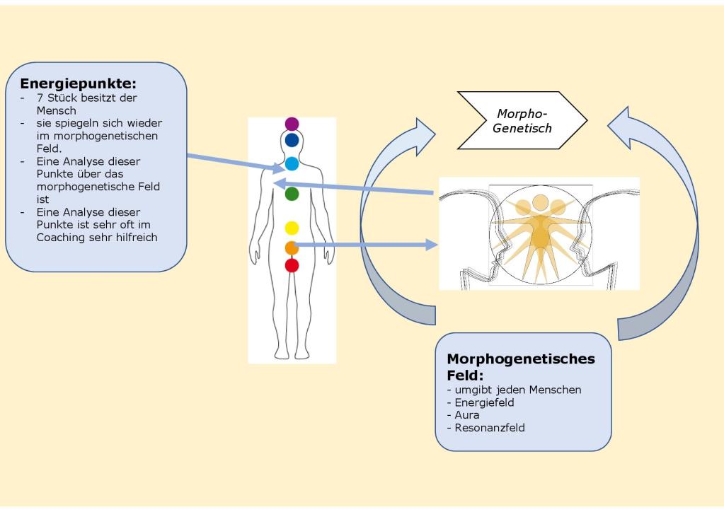 Chakren und morphpogenetisches Feld