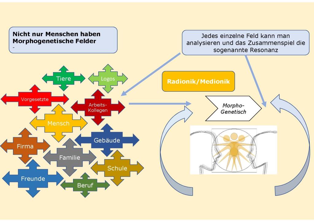 Wer hat alles-ein morpogenetisches Feld